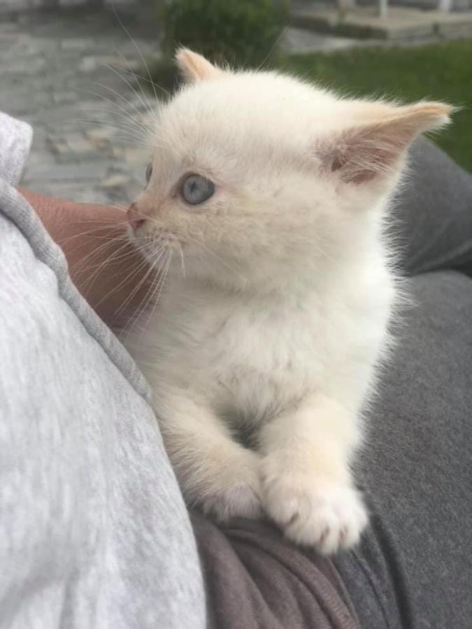 Penzion A Hospoda Na Statku Hluboká nad Vltavou Exterior foto